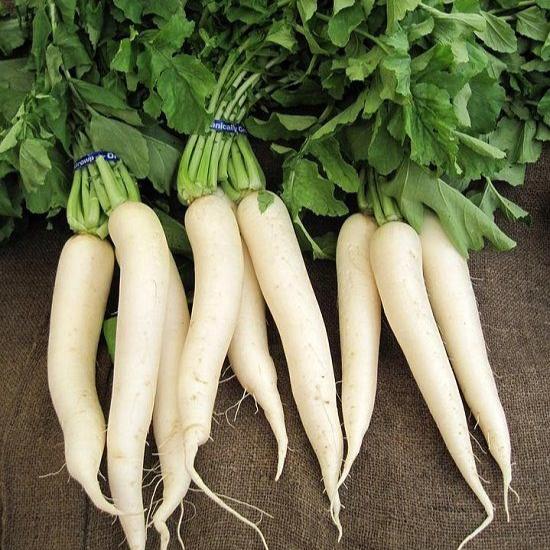 Radish White